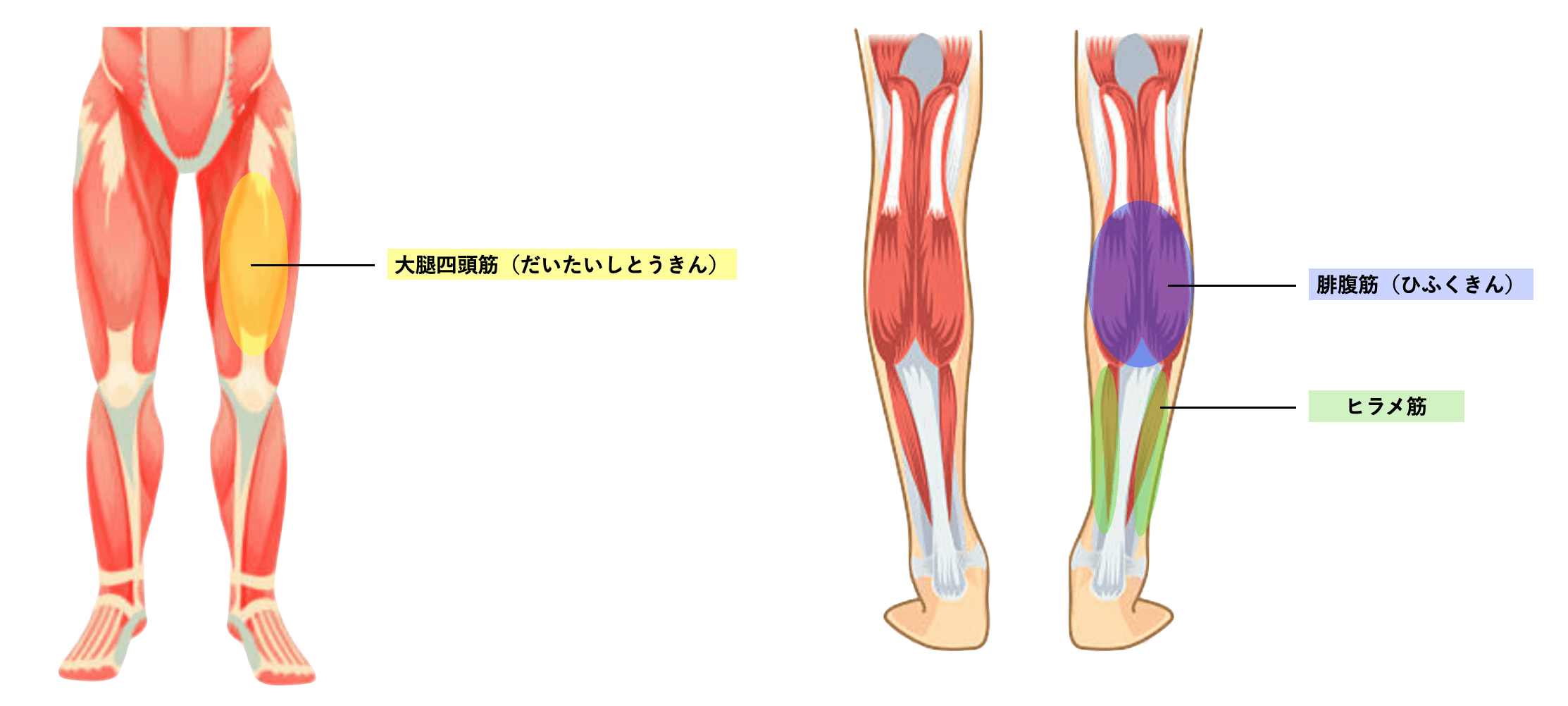 反張膝改善で伸ばす筋肉