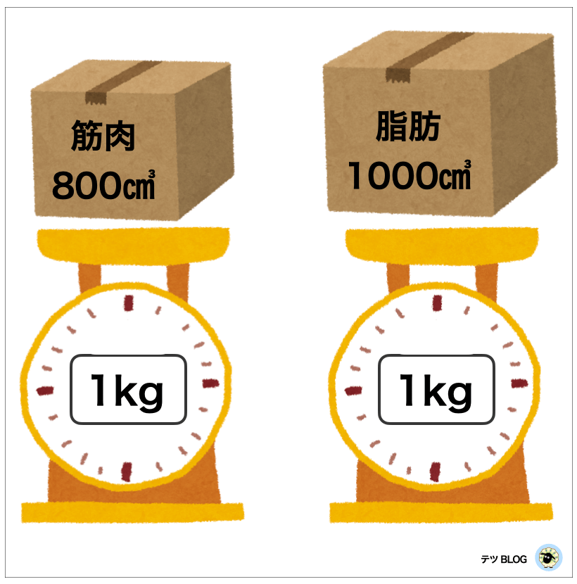 筋肉と脂肪の体積比を表した図