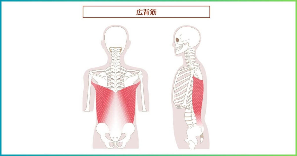 広背筋 場所