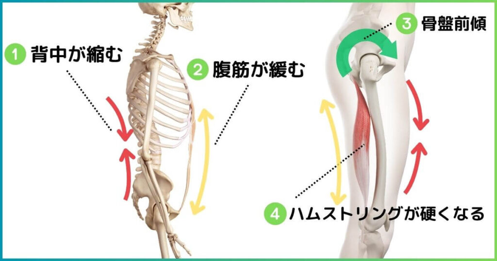 ハムストリングと腹筋の関係