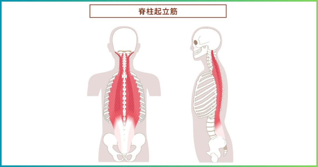 脊柱起立筋の場所