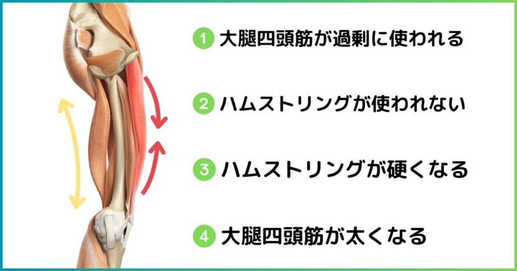 ハムストリングと大腿四頭筋の関係