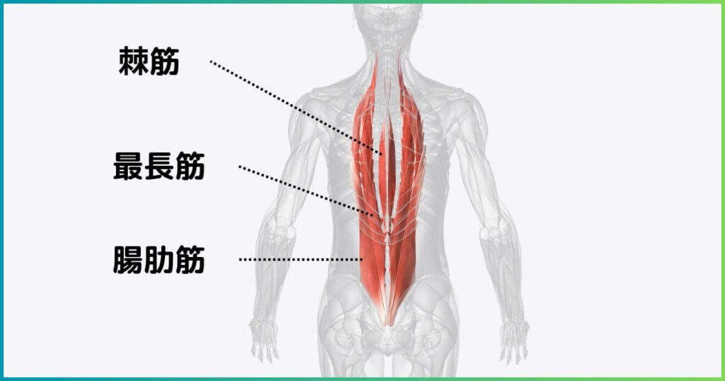 脊柱起立筋の詳細
