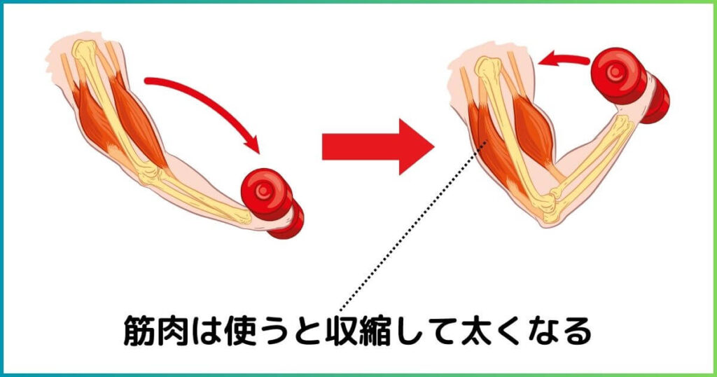 筋肉を過剰に使うと太くなる理由
