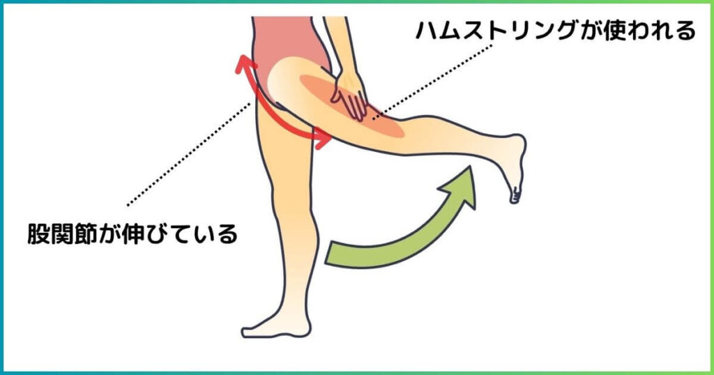 ハムストリングの作用