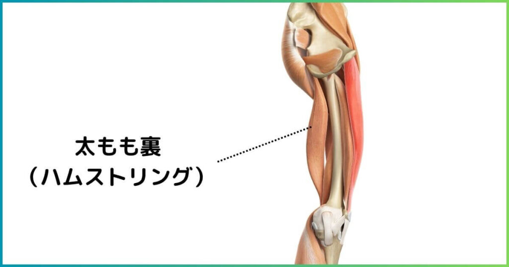 ハムストリングの場所