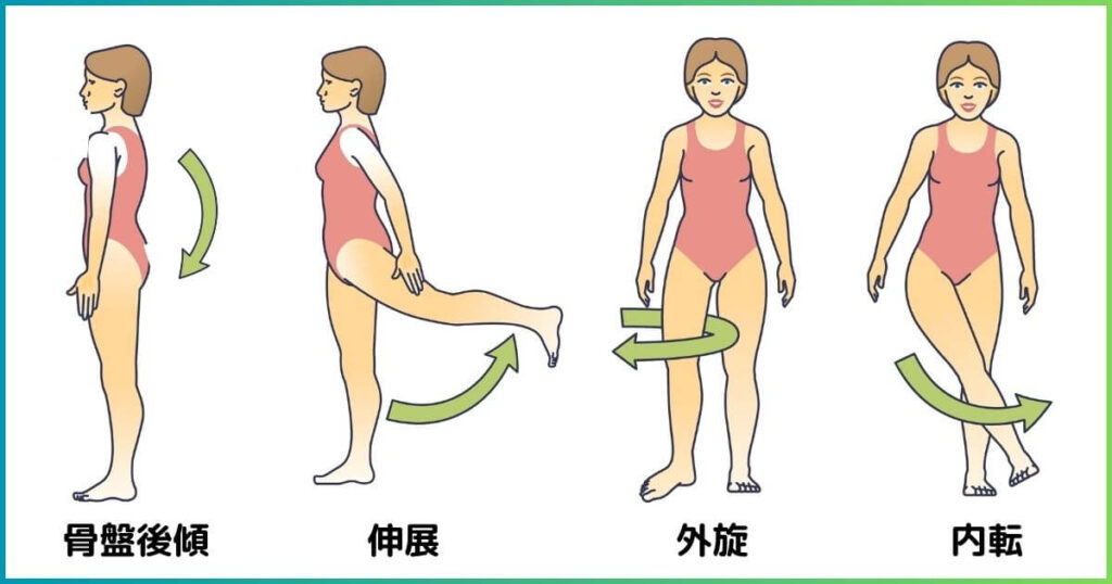 大臀筋の動作　役割