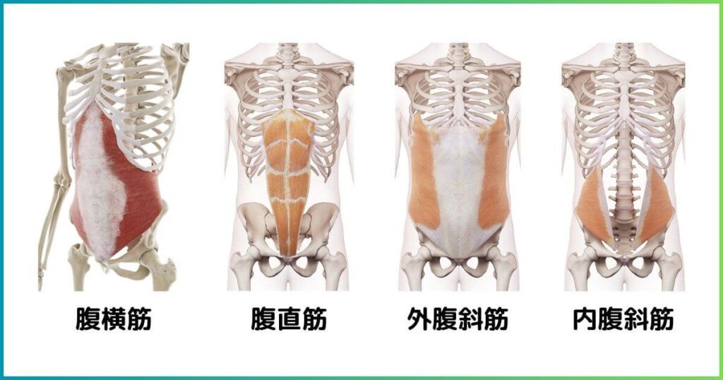腹筋の構成