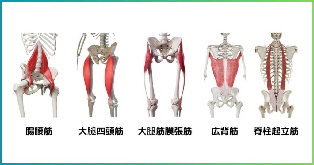 腰を反らす筋肉