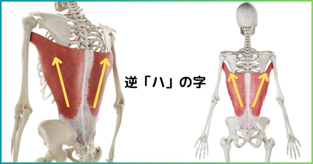 広背筋 付きかた 場所