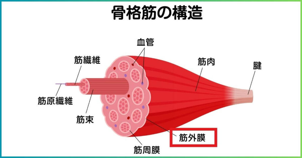 筋肉の構造 筋膜の場所
