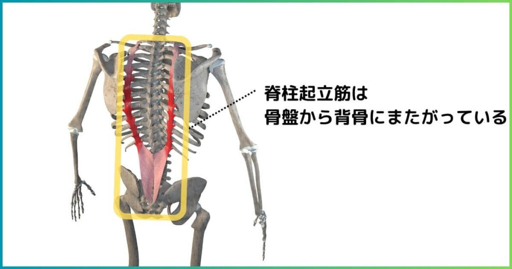 脊柱起立筋の起始と停止