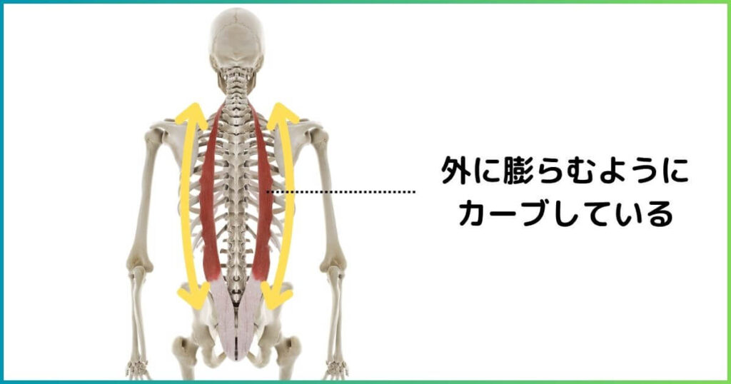 脊柱起立筋のつきかた
