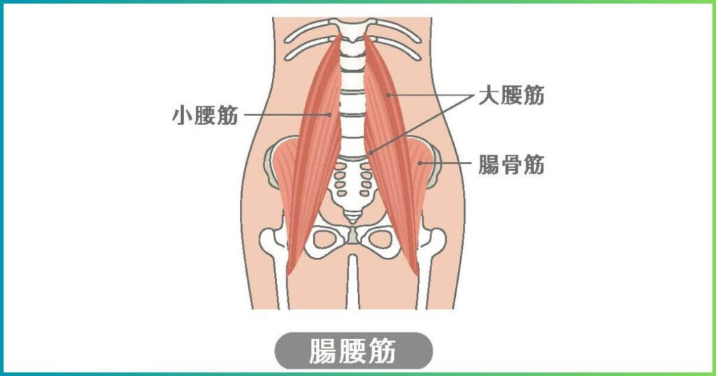 腸腰筋の構成