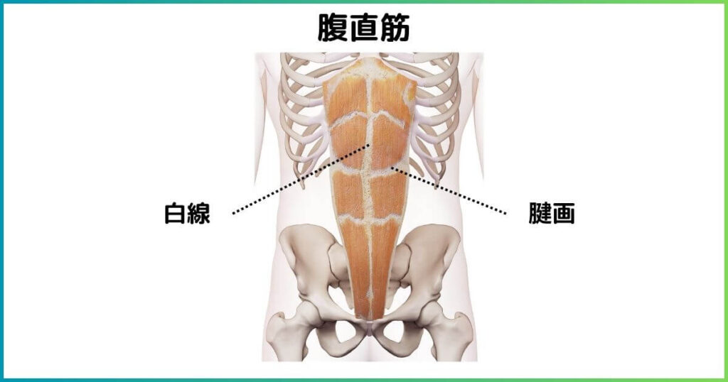 腹直筋の場所