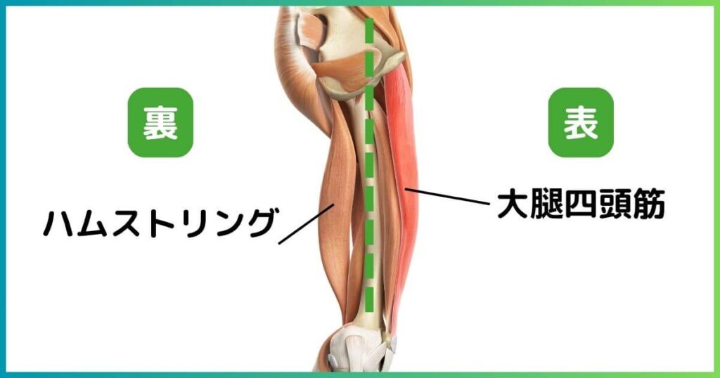 表と裏についている筋肉