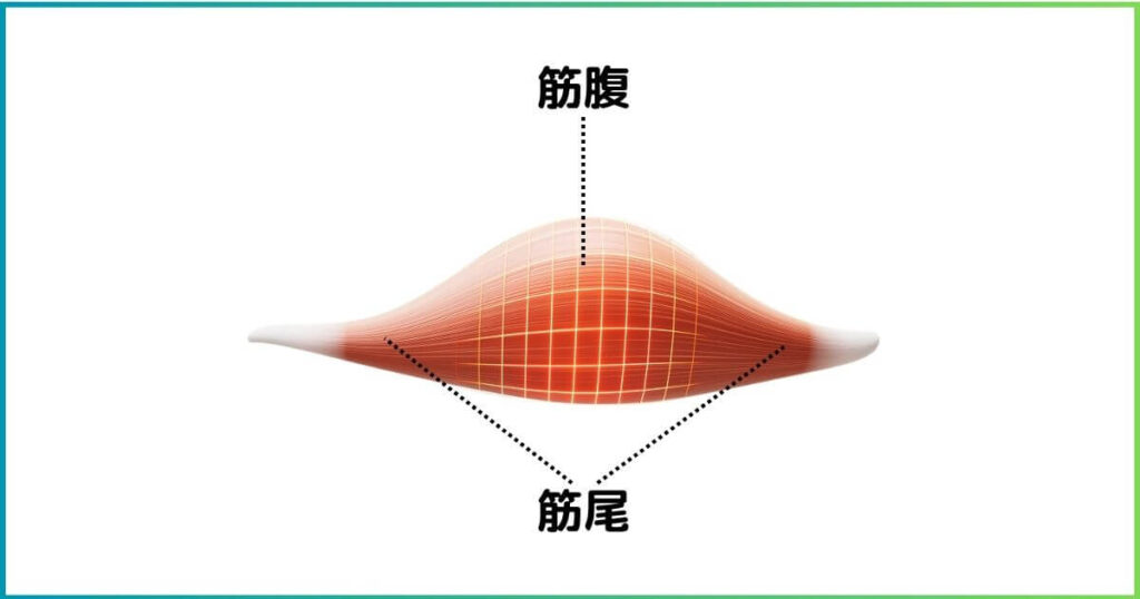 筋腹と筋尾の場所