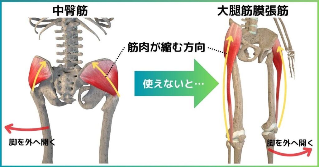 大腿筋膜張筋と中臀筋の働き 脚を外へ開く