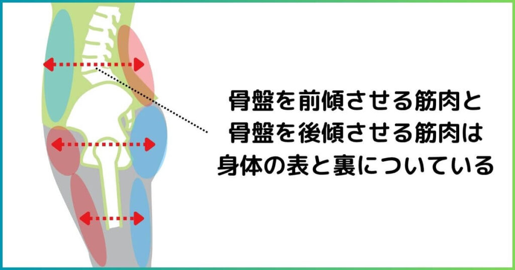 反り腰に関係のある筋肉