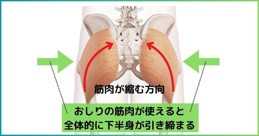 大臀筋の作用