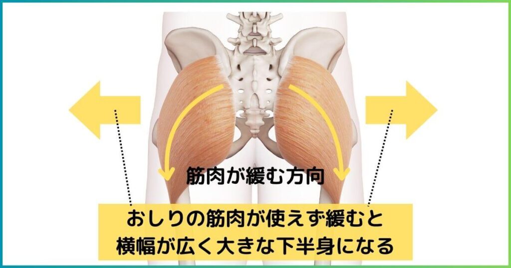大臀筋と下半身太りの関係