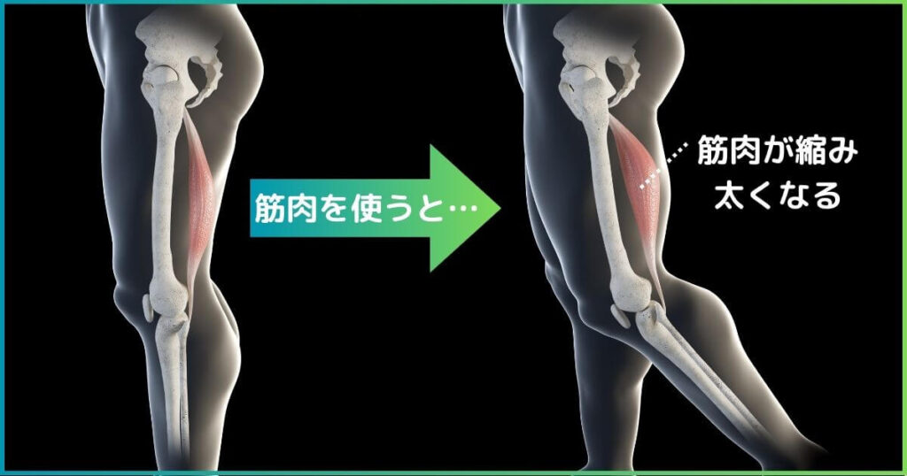 筋肉を使うと縮み太くなる