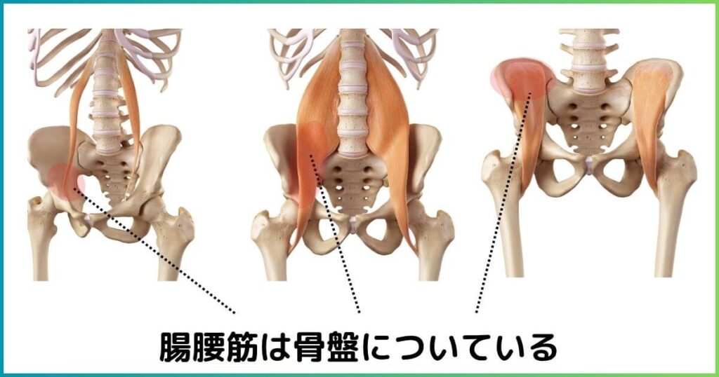 腸腰筋の場所